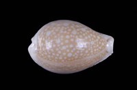 藏品(初雪寶螺)的圖片